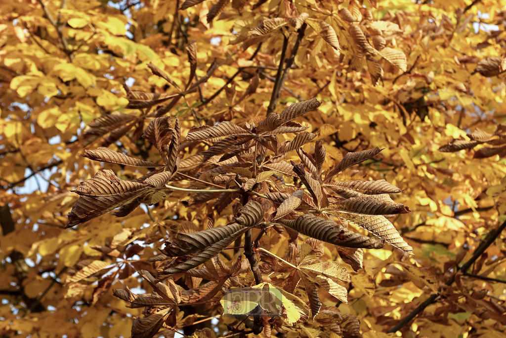 herbstfarben_kastanien_blaetter