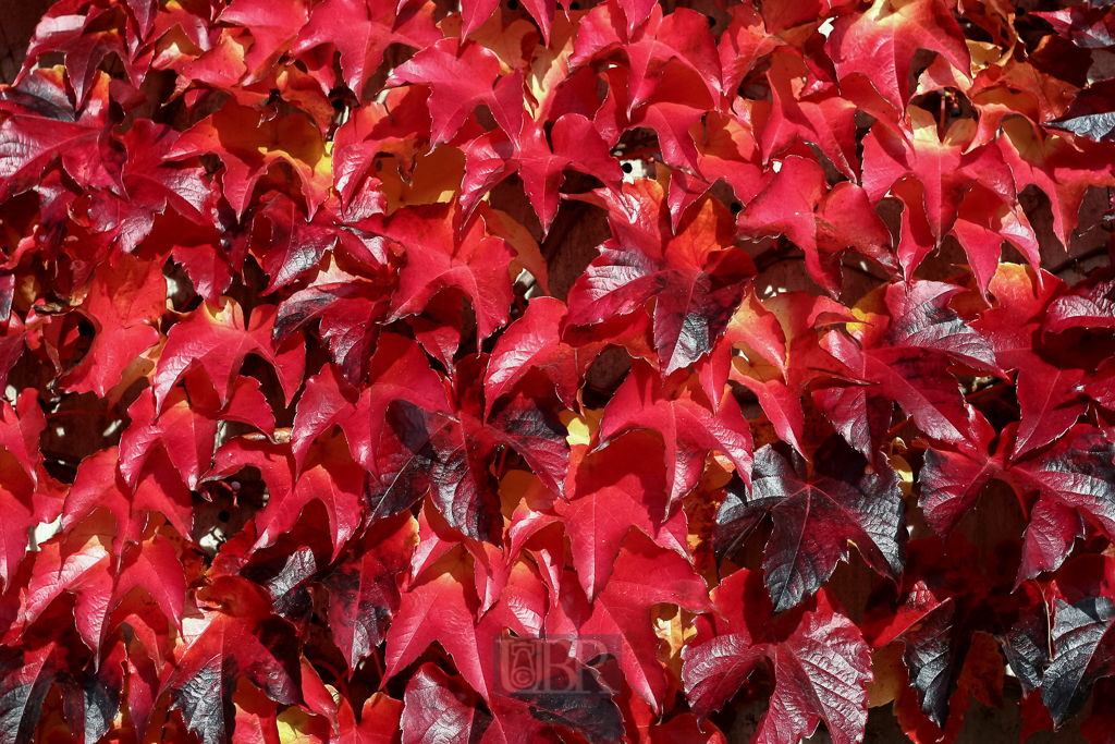 rot_wein_01