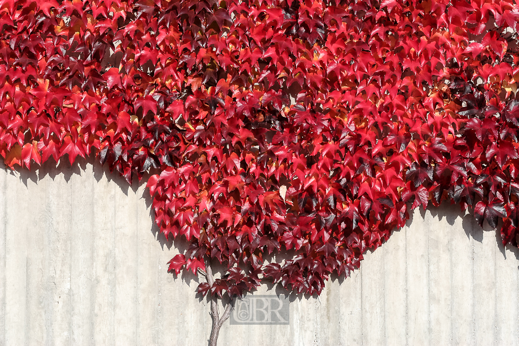 rot_wein_02