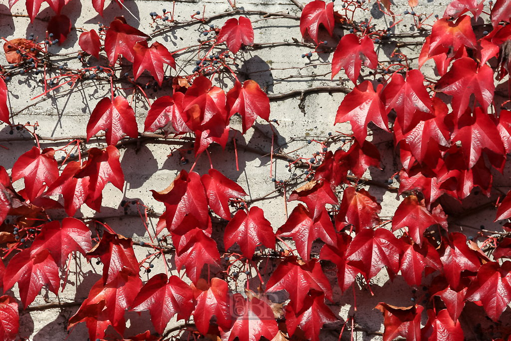rot_wein_03