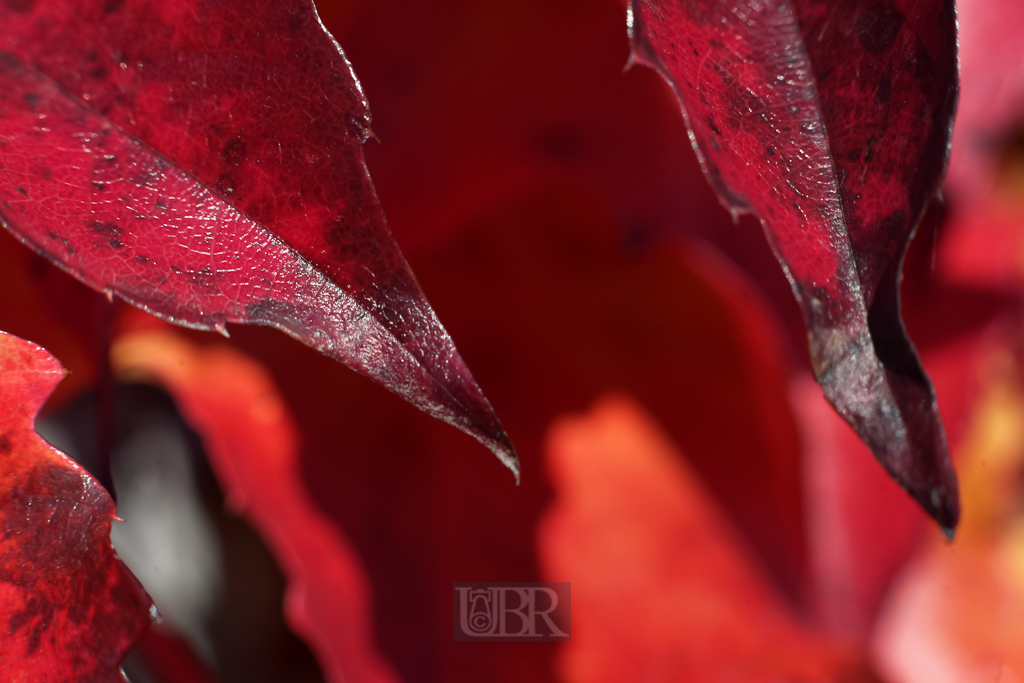 wein_blatt_01