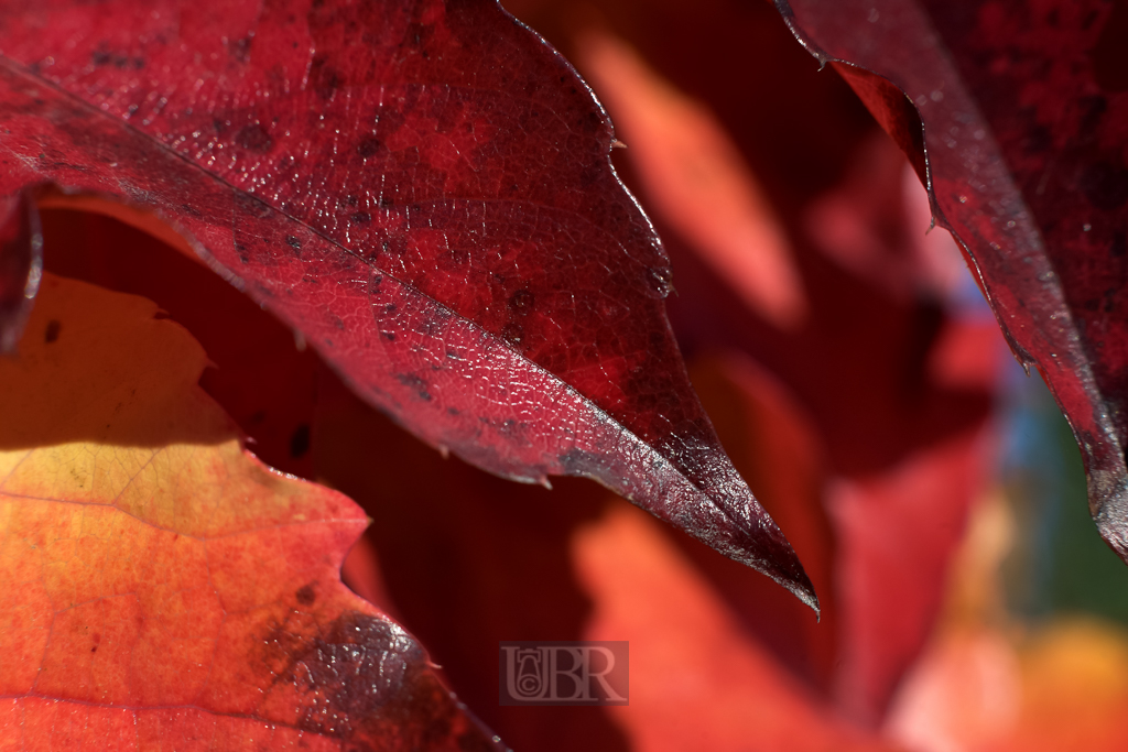 wein_blatt_02