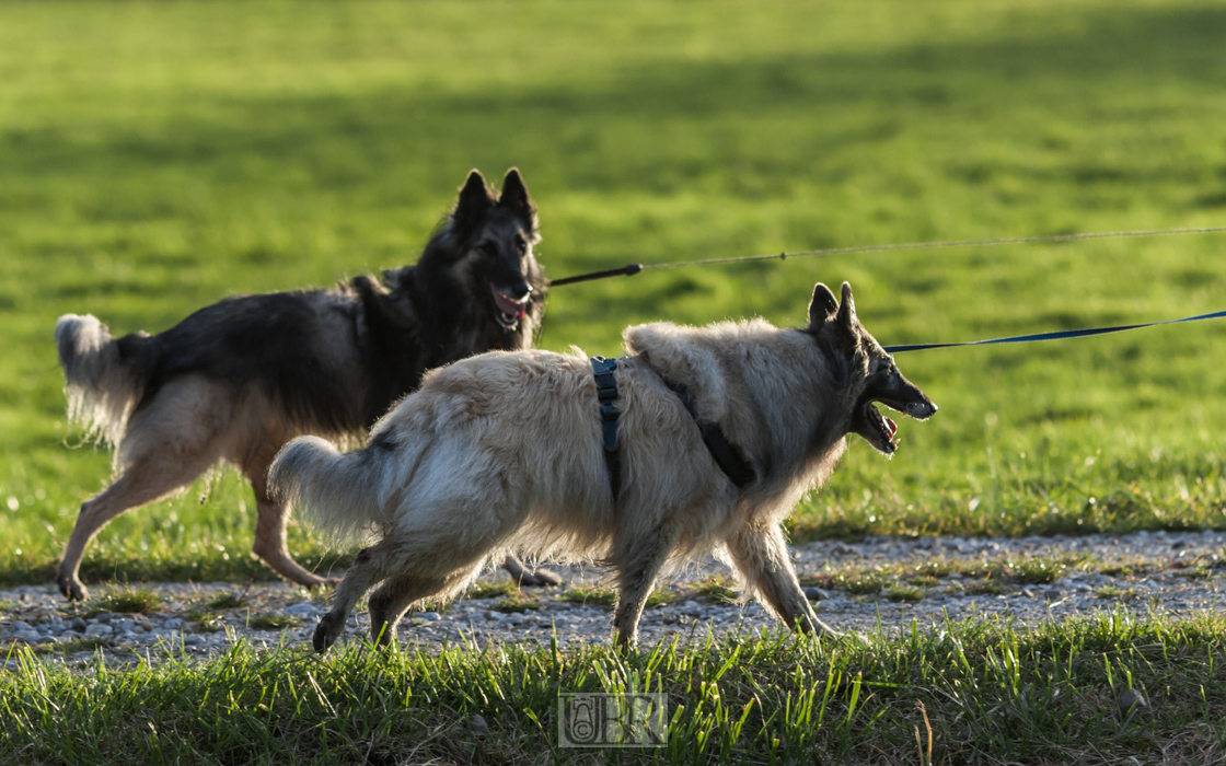 200 mm    1/1000 Sek. bei f / 3,5    ISO 800