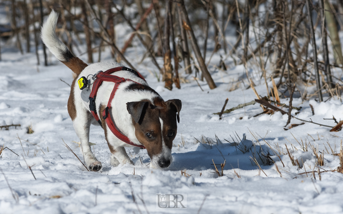 300 mm    1/1500 Sek. bei f / 8,0    ISO 200