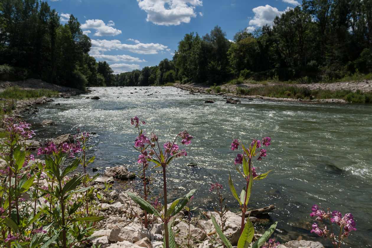 Die Isar auf dem Weg nach Freising