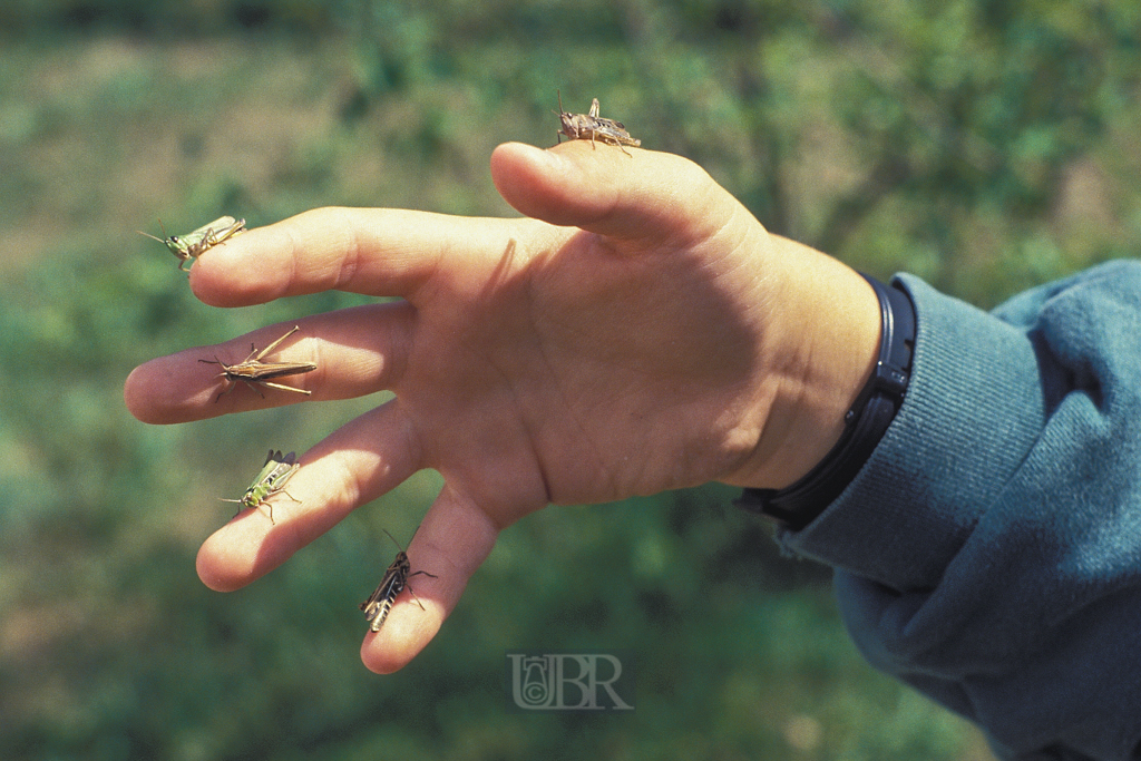 grashuepfer_auf_pauls_hand