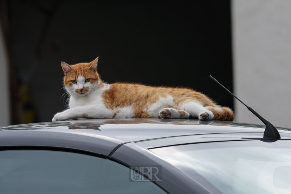 04_07_katze_auto_07