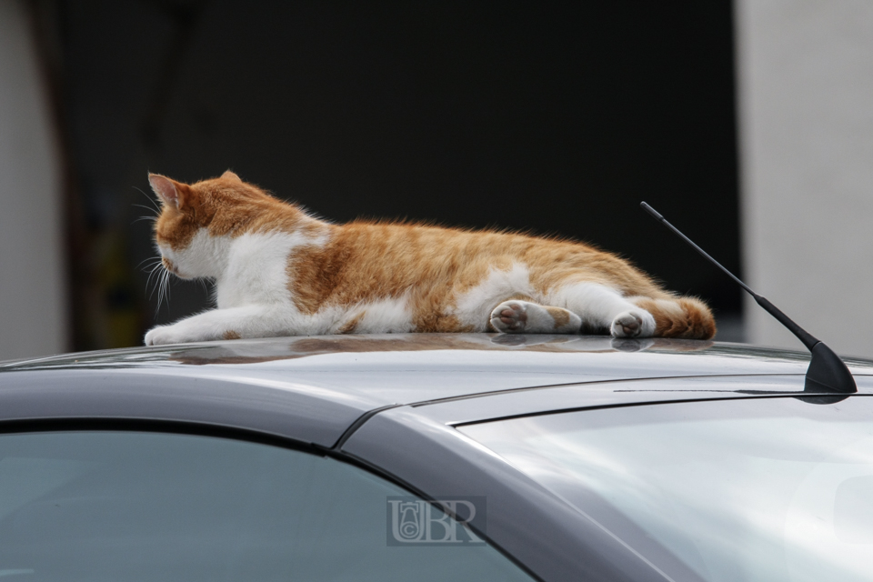 04_08_katze_auto_08