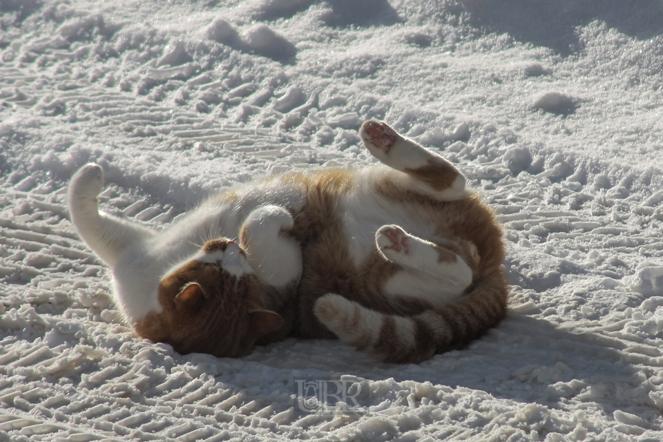 08_schneekatze_02