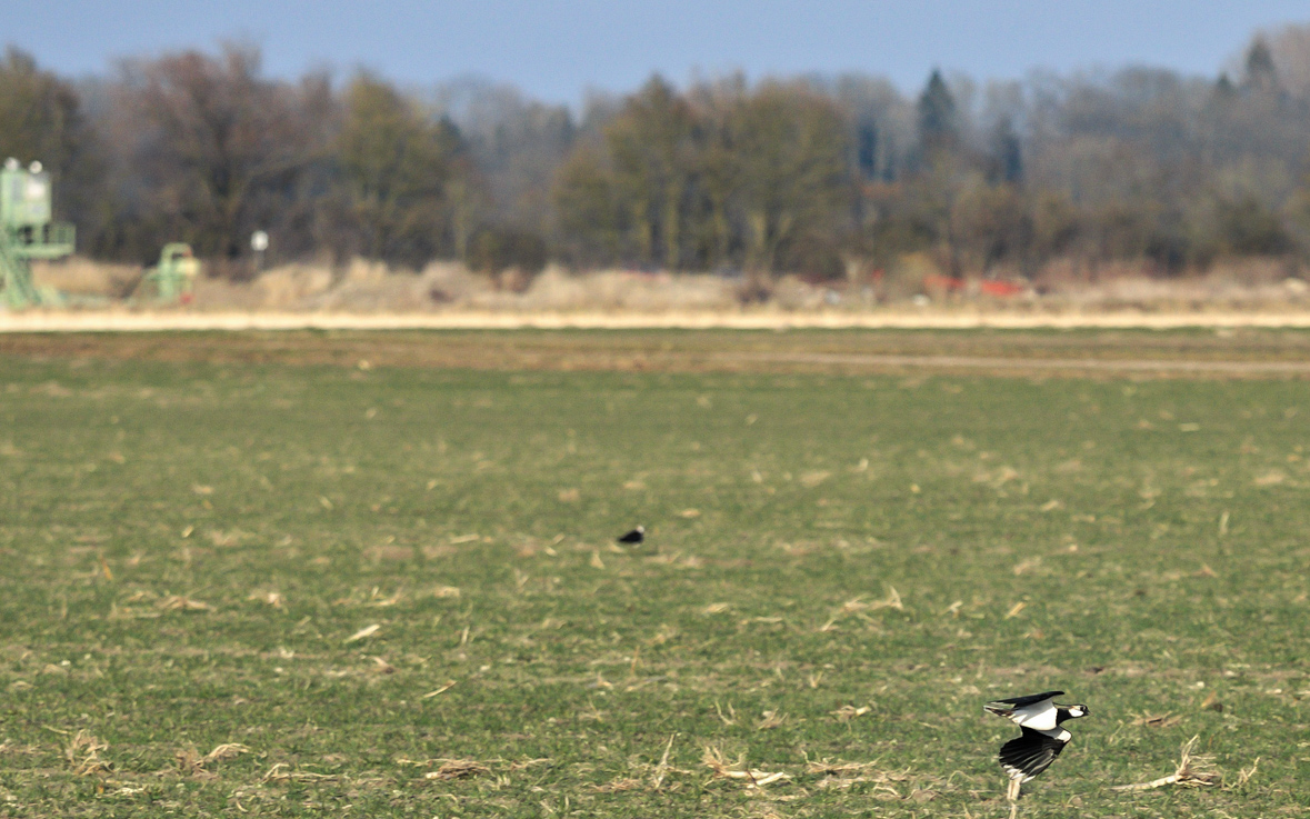 kiebitz_im_anflug_33