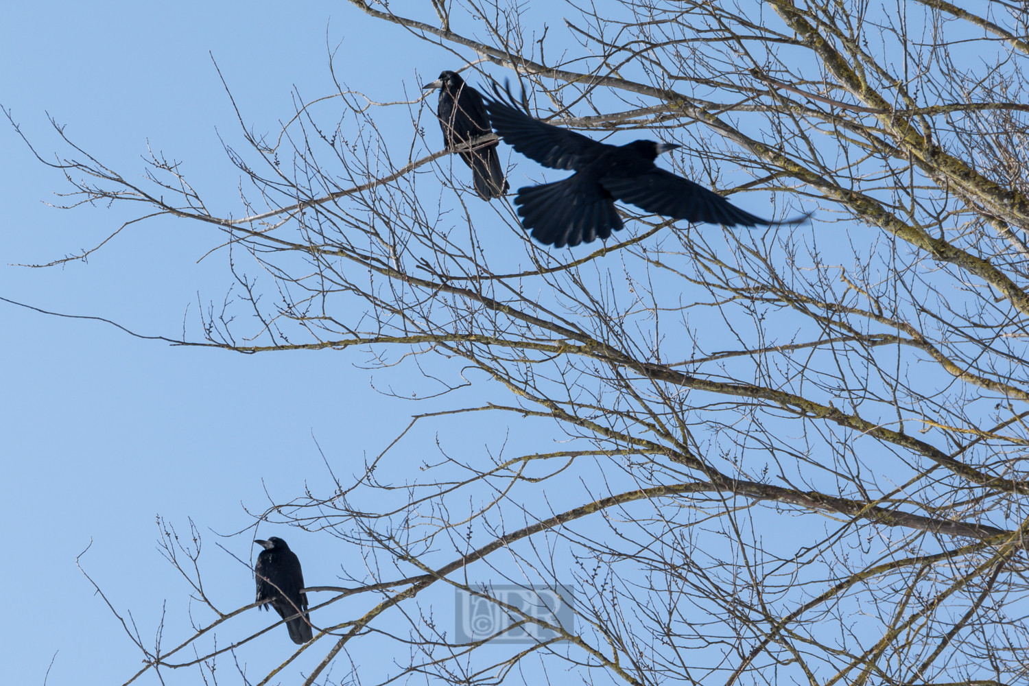 kraehen_anflug_02