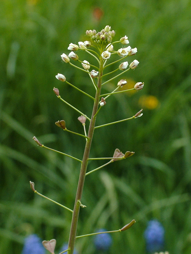 hirtentaetschelkraut_01