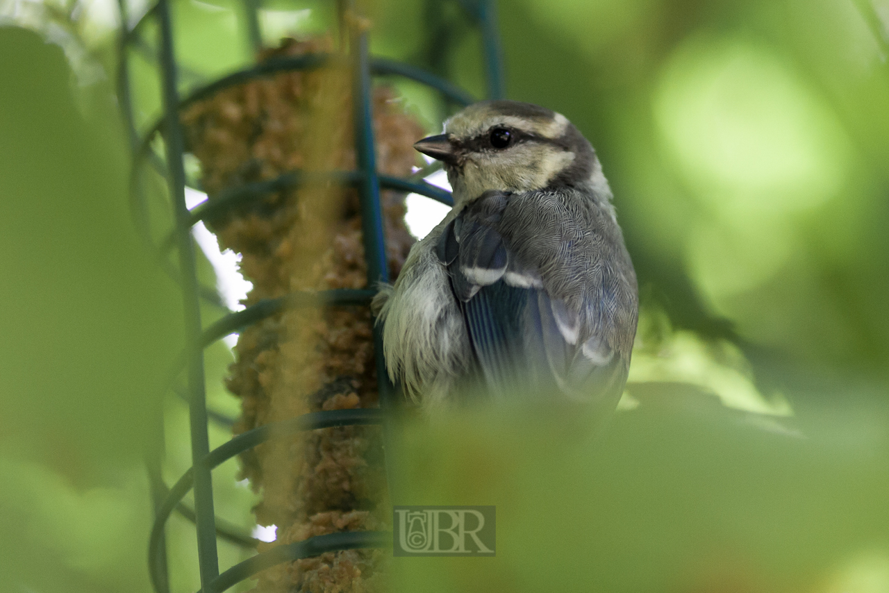 blaumeise_futtergast_02