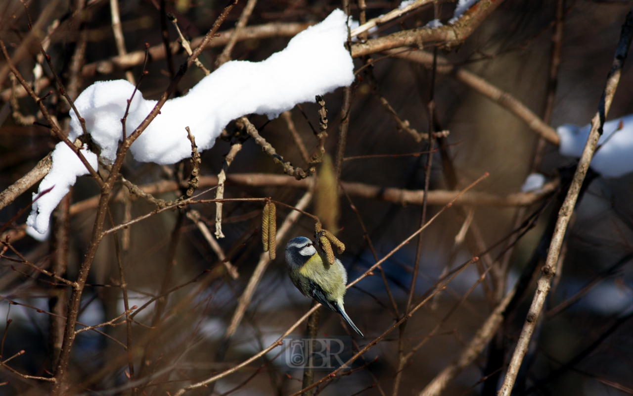 blaumeise_winter_13_302