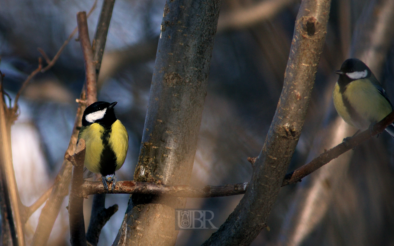 kohlmeisen_winter_13_301