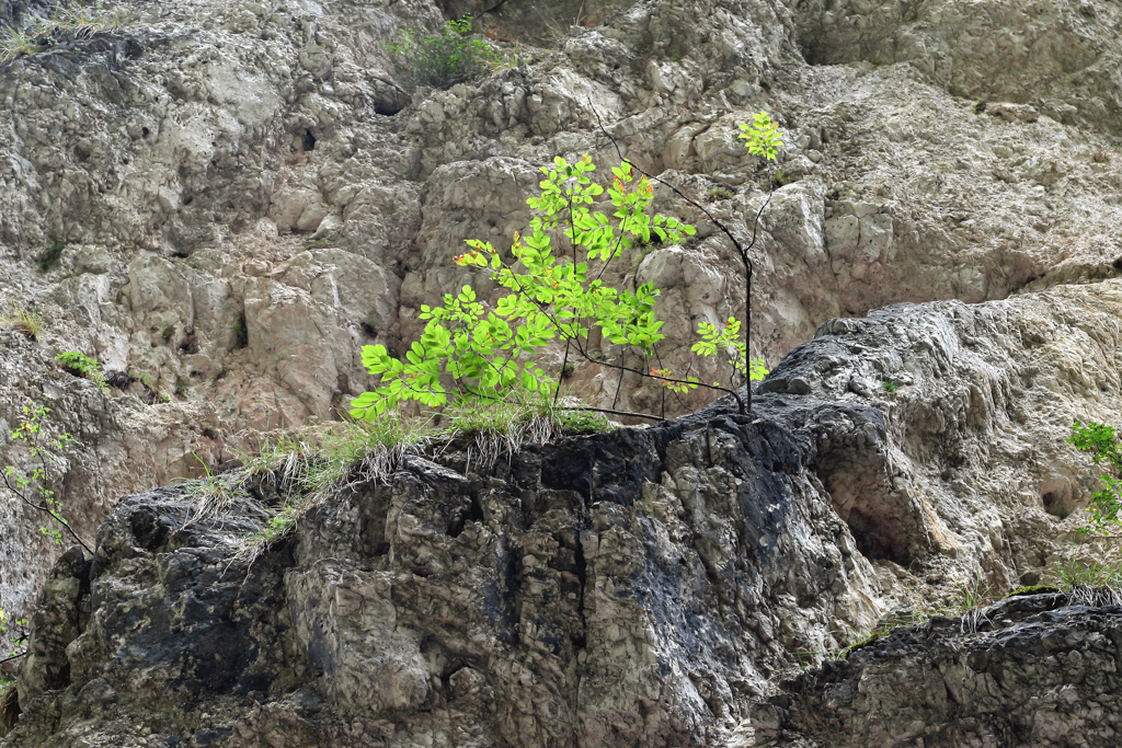 felsen_02_mit_baeumchen