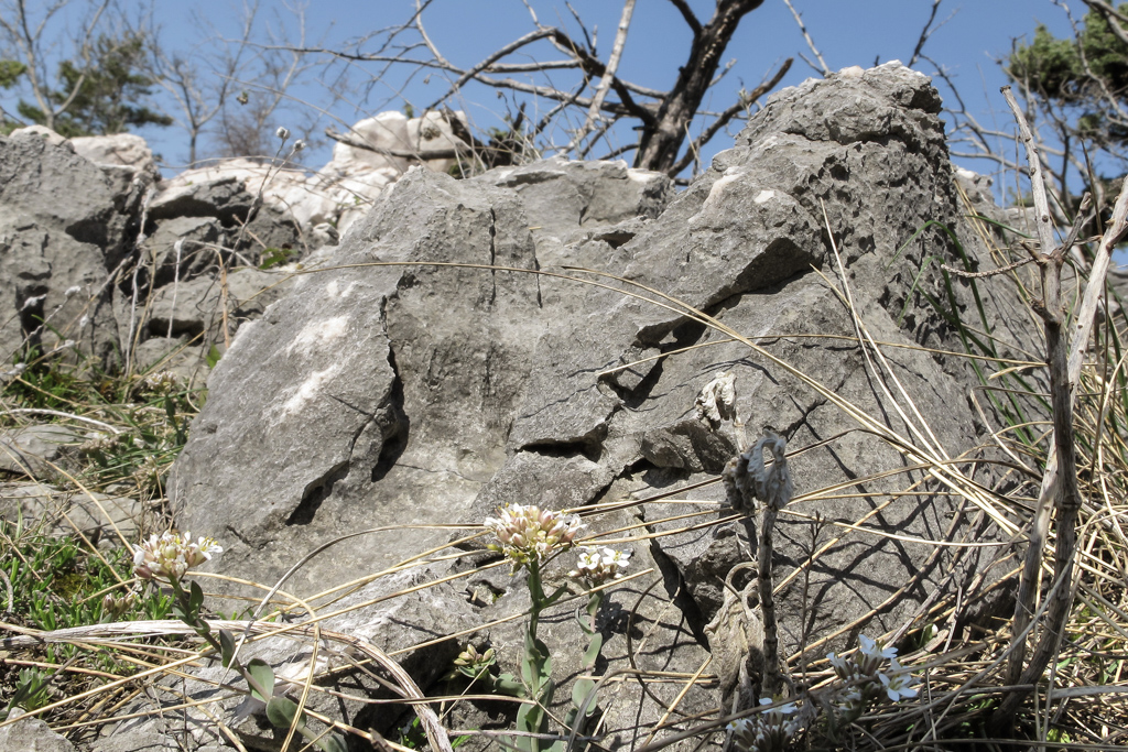 landschaft_krk_rudine_03_schafe