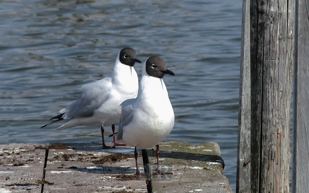 Zwei Lachmöwen am Ammesee