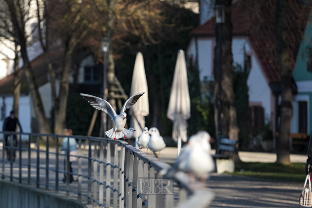 Lachmöwen in Landshut - auf einer Isarbrücke