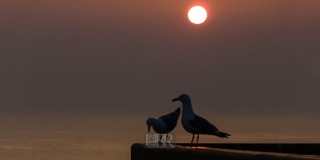 Möwen mit Abendsonne