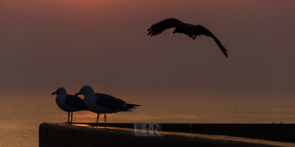 Möwen im Abendlicht