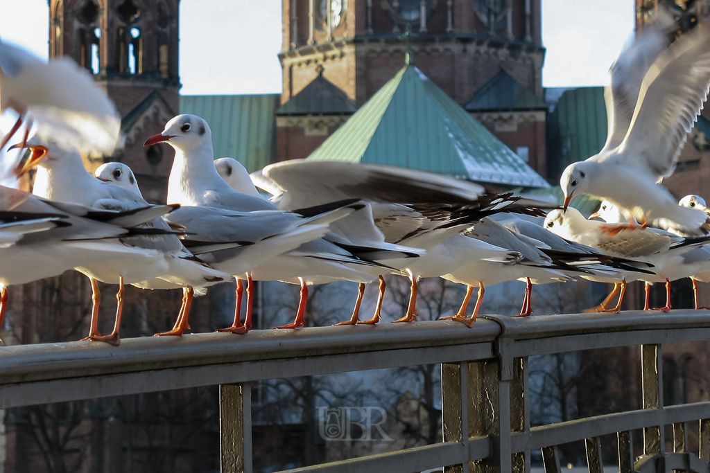 Möwen in der Großstadt - im Hintergrund die St. Lukas Kirche