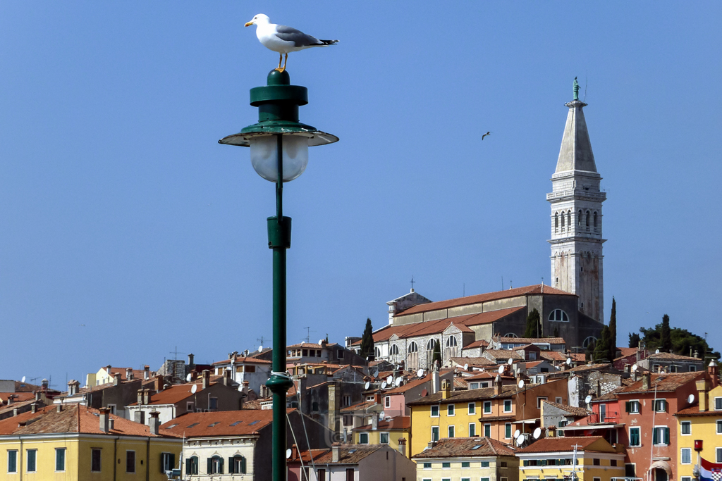 Rovinj - Altstadt mit Eufemija Kirche Hafen und Möwe