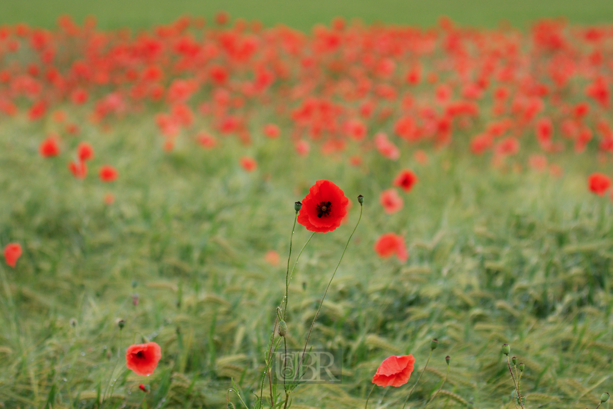 mohn_721