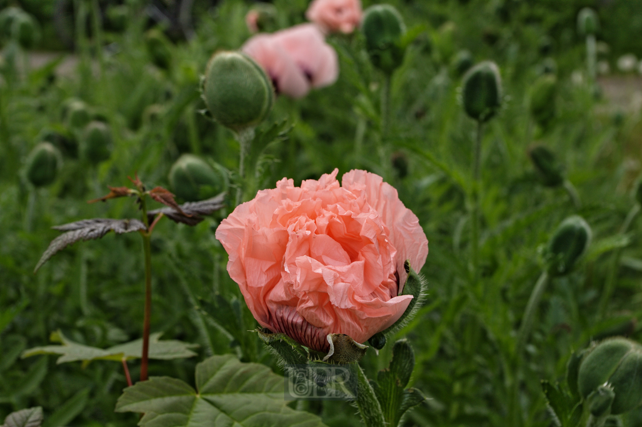 mohn_rosa_01