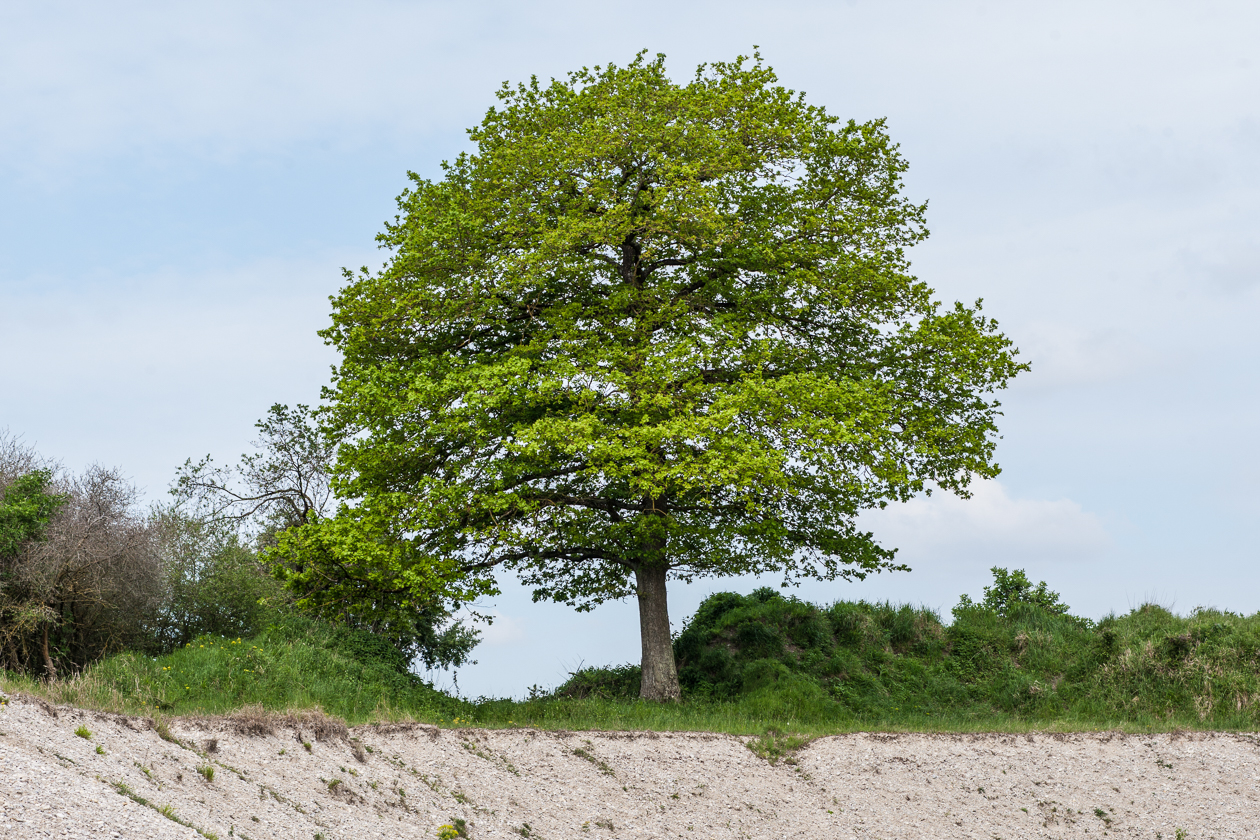 baum_an_der_kiesgrube