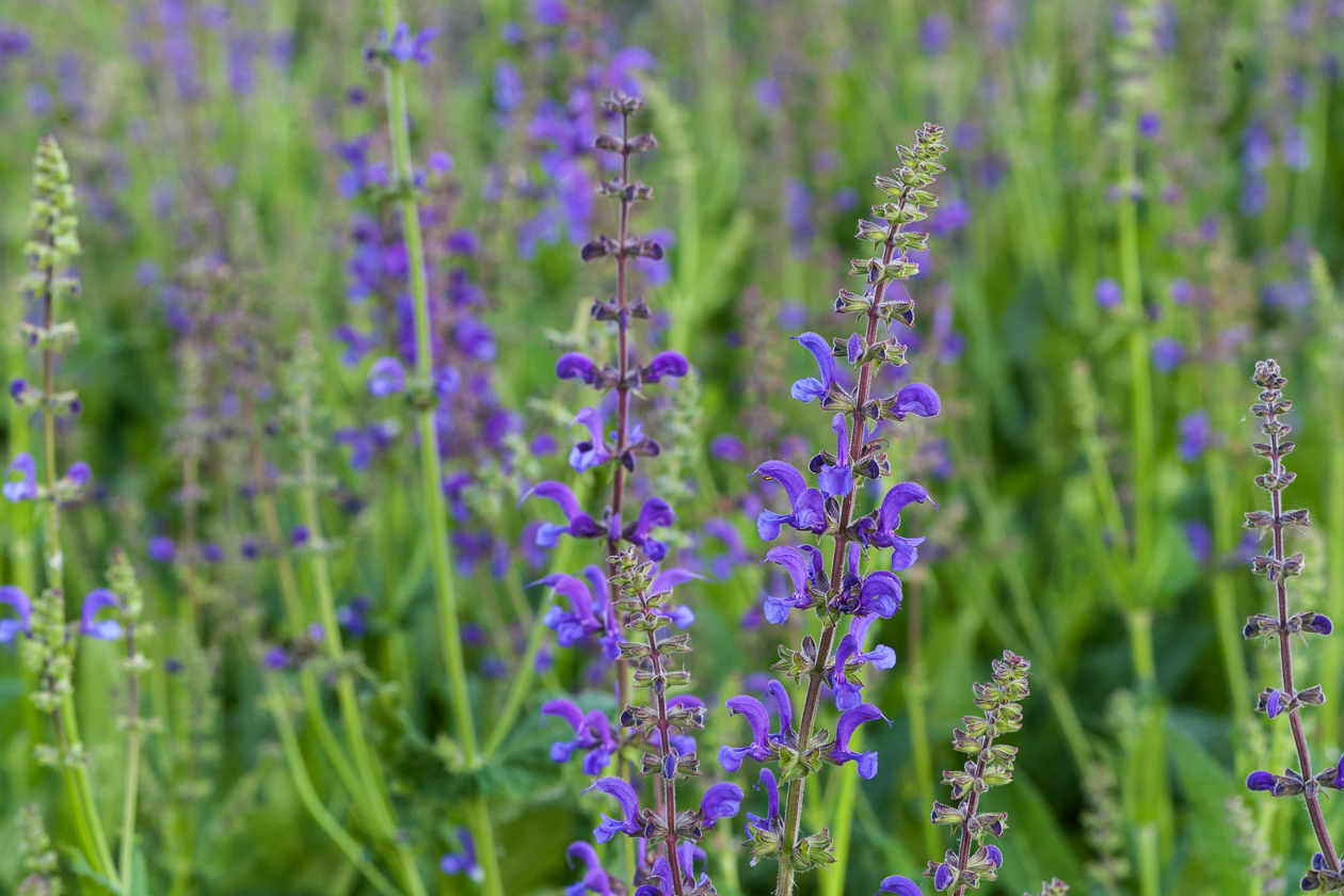 wiesensalbei_im_mai