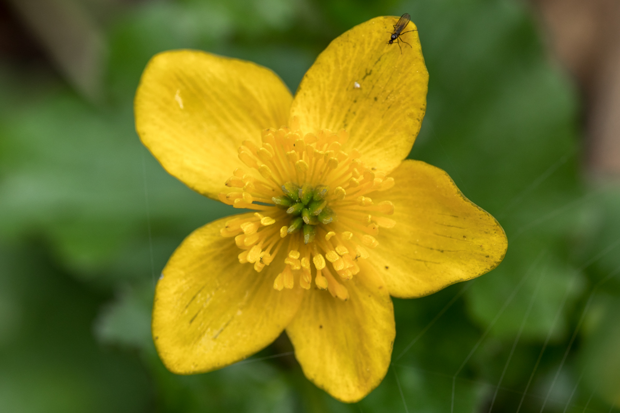 dotterblume_zauberwald_04