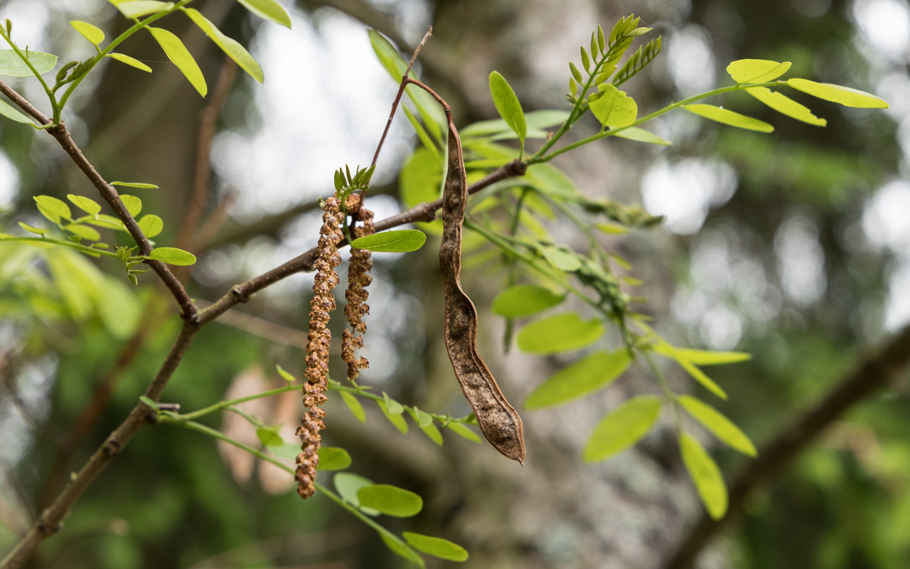 robinie_blatt_bluete_frucht