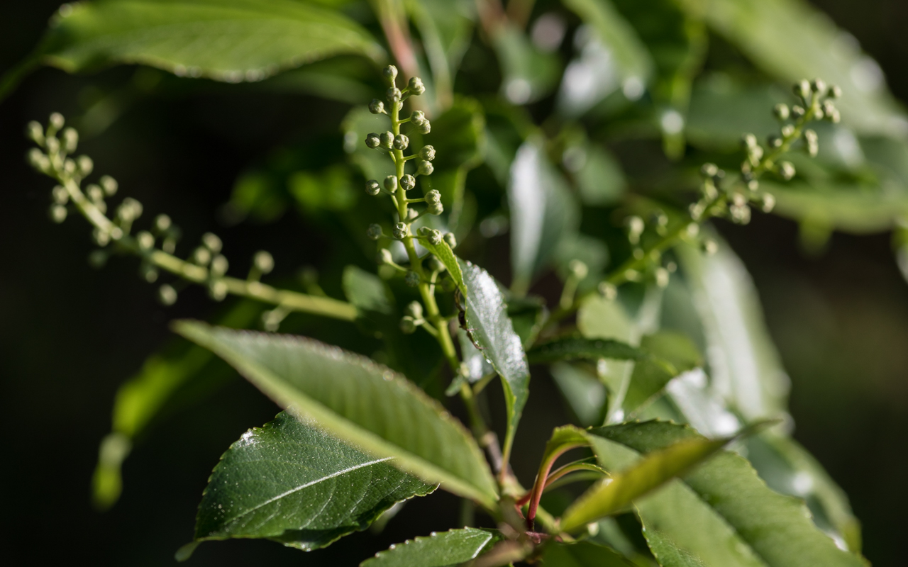 traubenkirsche_knospen_02