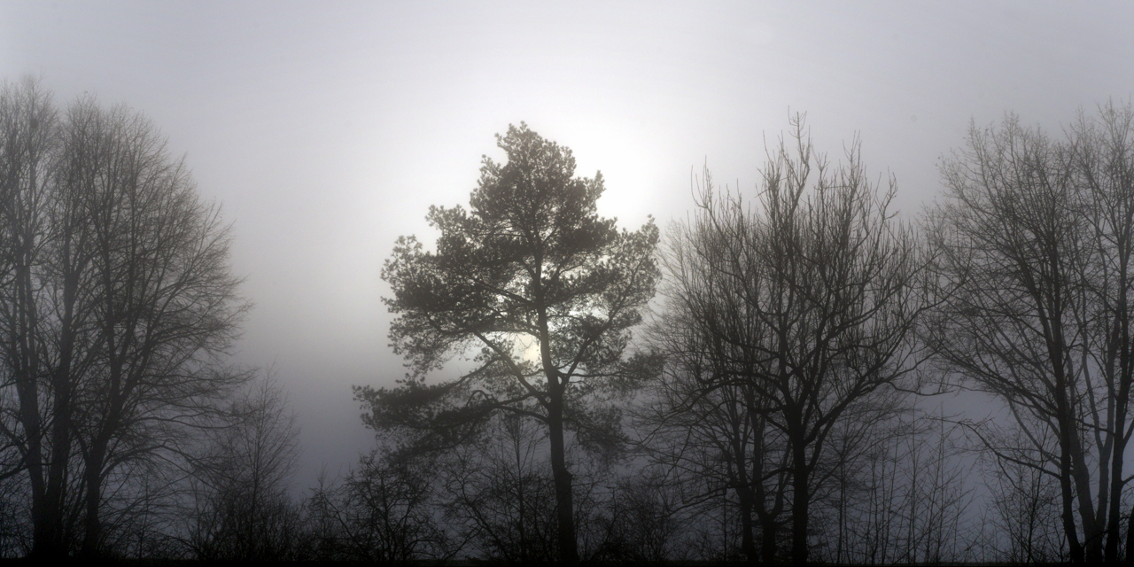 baeume_nebel_silhouette_02