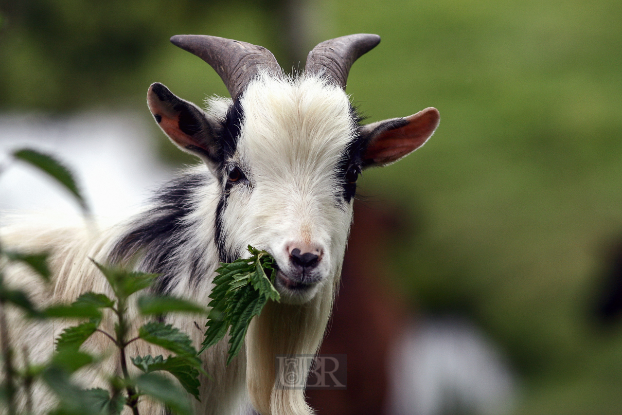 ziege_portrait_203