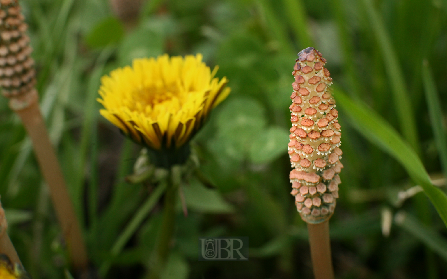 acker_schachtelhalm_2