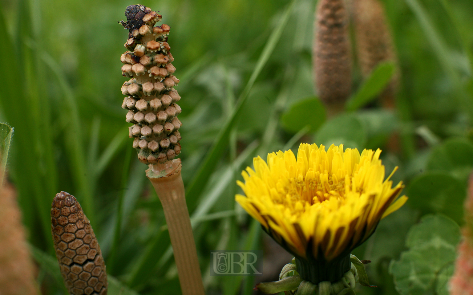 acker_schachtelhalm_3