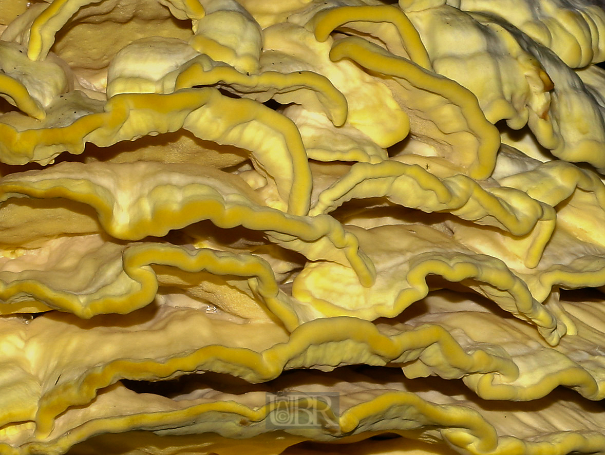 baumpilz_gelb_02