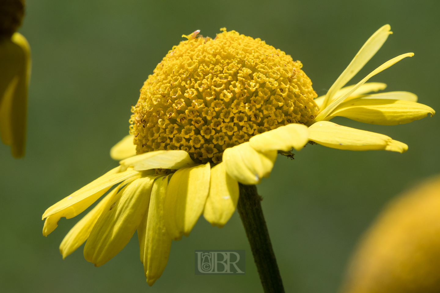 faerber_hunds_kamille_1