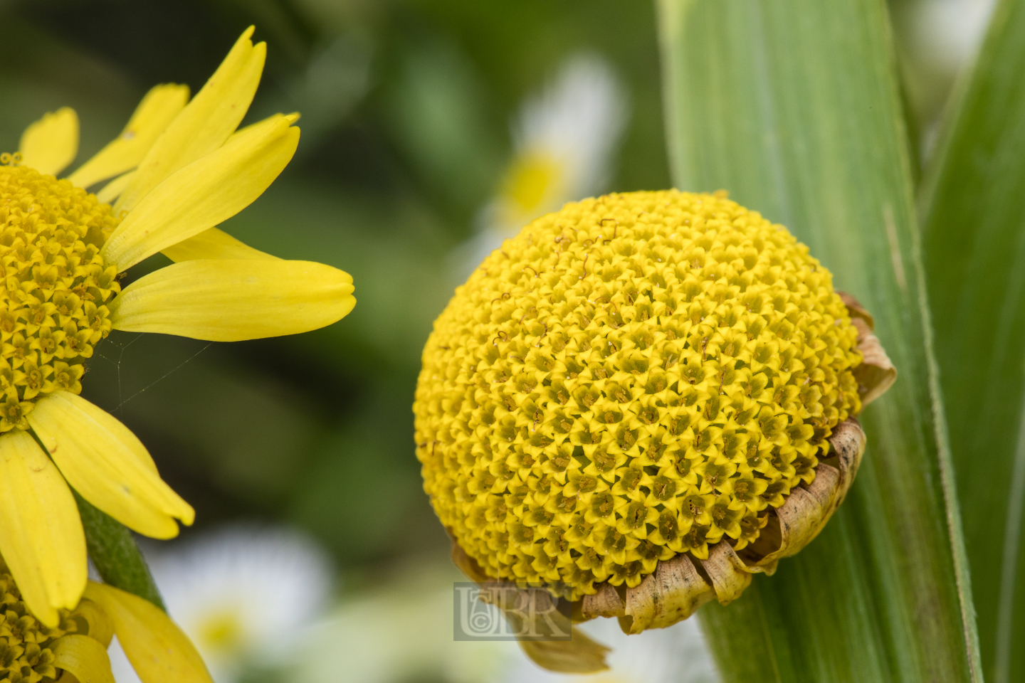 faerber_hunds_kamille_4