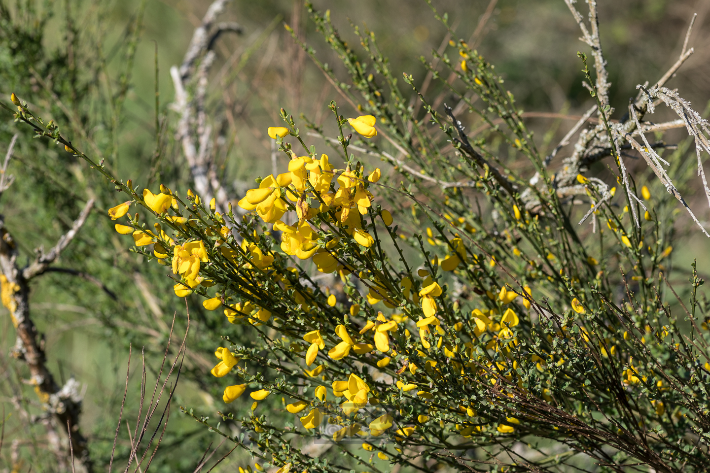 ginster_besen_knappensee_03