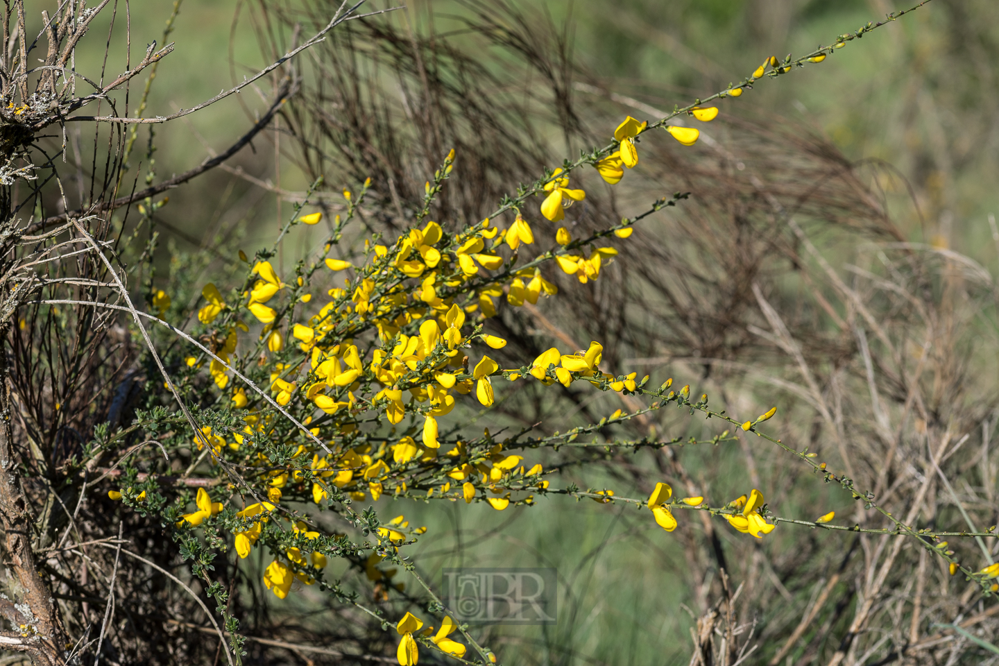 ginster_besen_knappensee_04