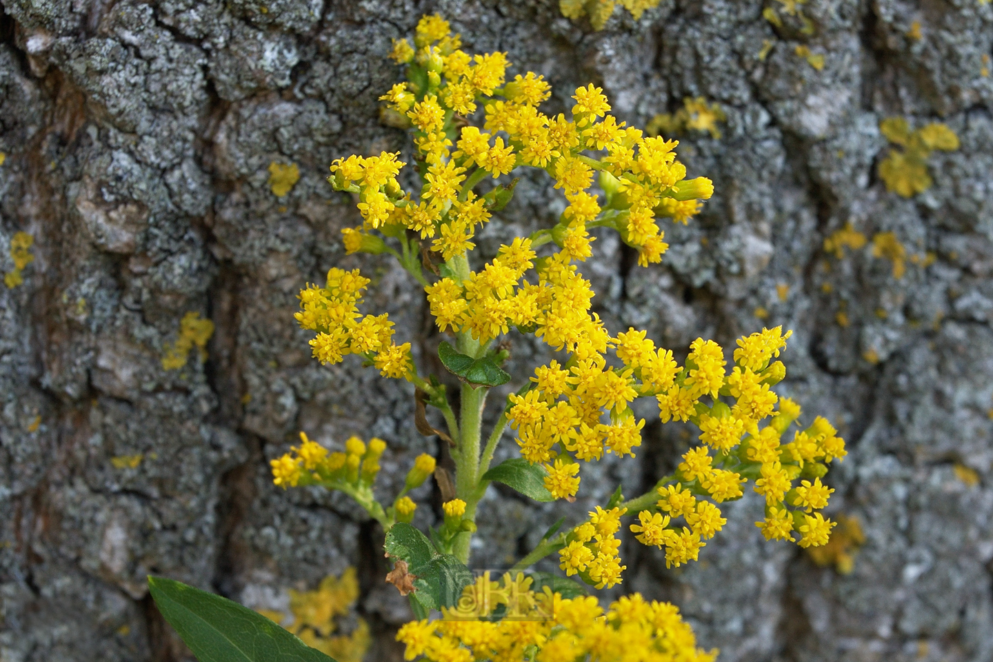 goldruten_blueten_jung