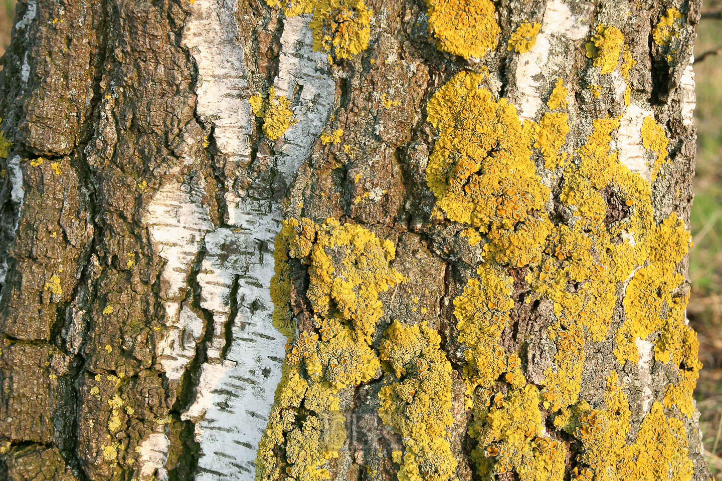 s_birkenstamm_04_flechten