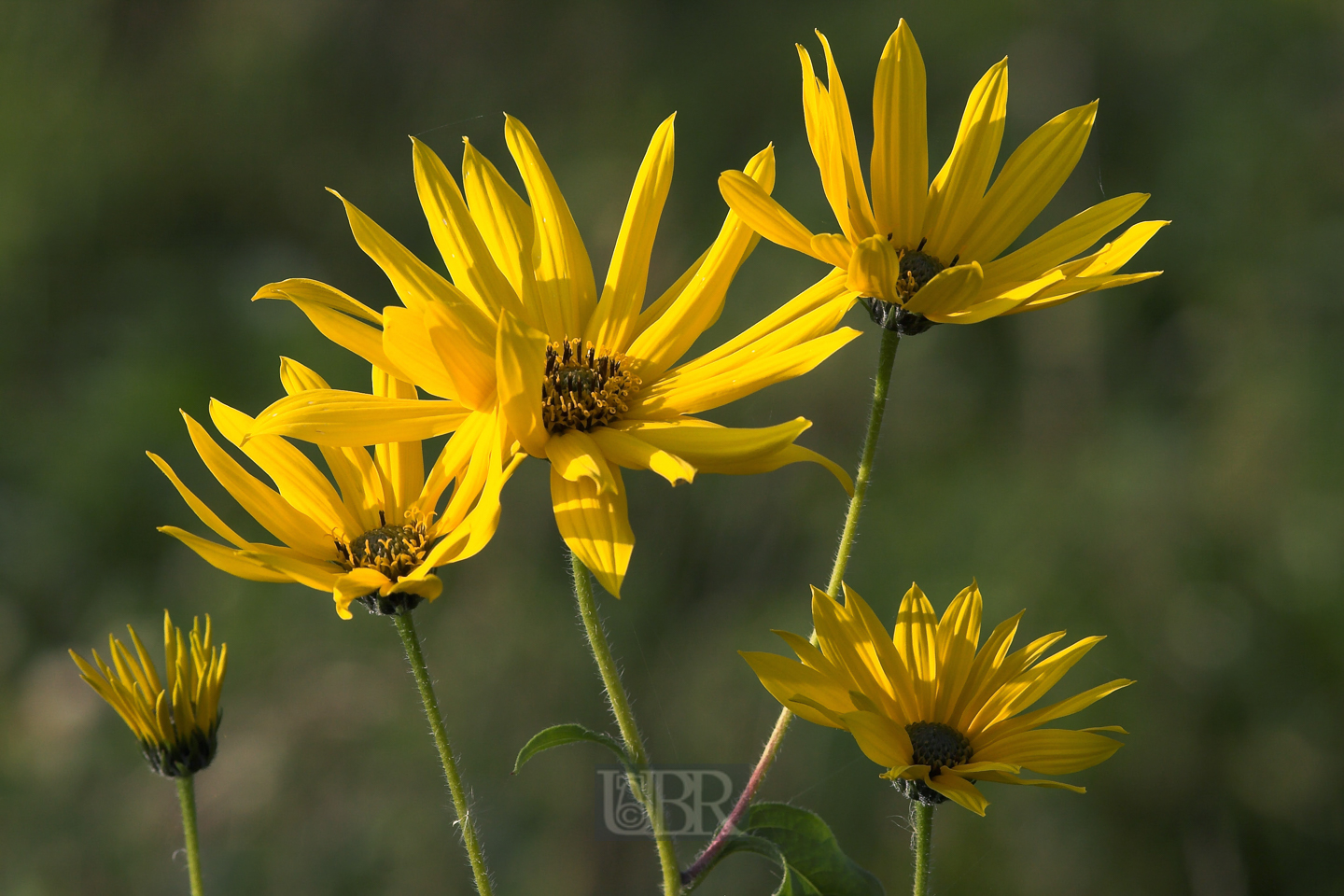 sonnenblumen_weidenblaettrig_4