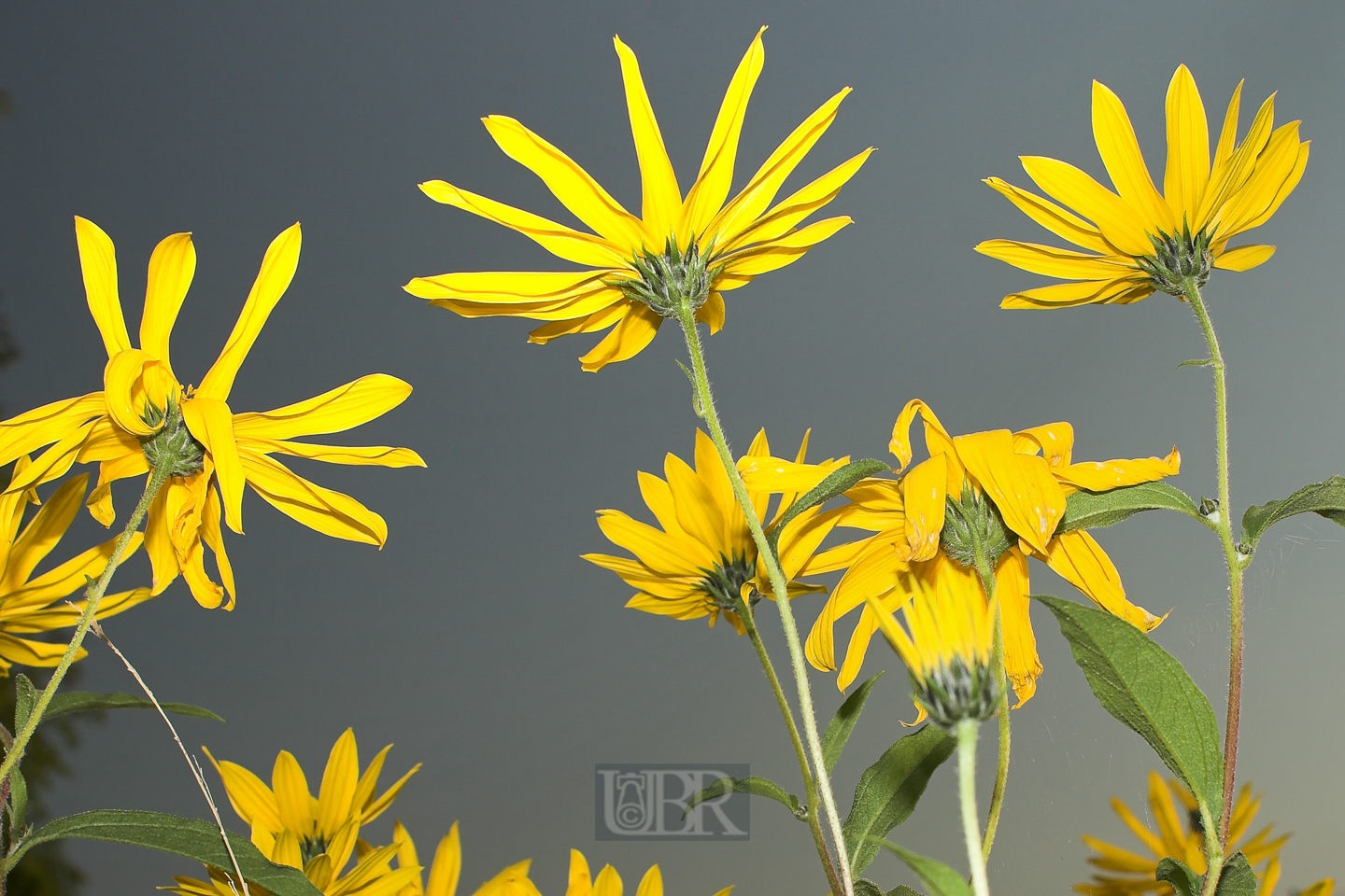 sonnenblumen_weidenblaettrig_5