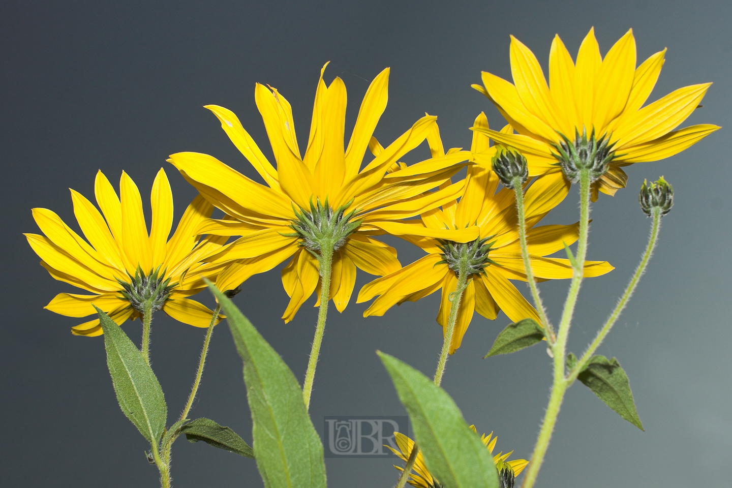 sonnenblumen_weidenblaettrig_6