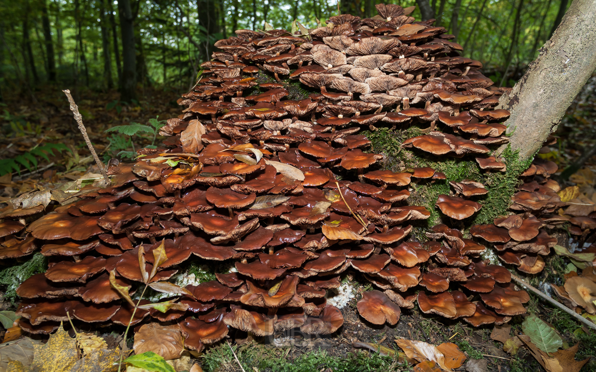 Pilze auf freier Wildbahn