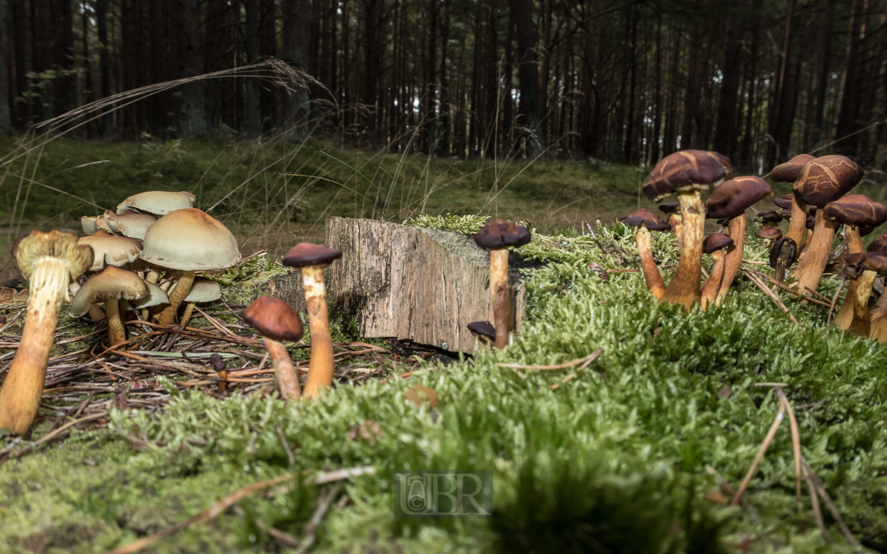 Pilze im Kiefernwald auf der 'Schaabe' - zwischen Jasmund und Wittow